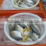 Yellow Pomfret 300-500G 400-600G Frozen Black Pomfret