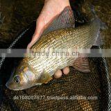 200M 0.04mm ULTRA THIN PE 3 Braided Fishing Line 100% Made in Germany Smooth Strong Round Mega-3-braid thumbnail-5