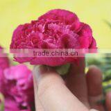 Various Promotional Flower Arrangements Fresh Cut Flower Carnation thumbnail-3