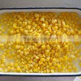 884# Can Size 340g Fresh Canned Sweet Corn thumbnail-1