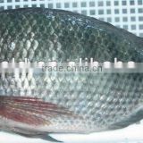 Fresh IQF tilapia whole round frozen fish 500-800g.
