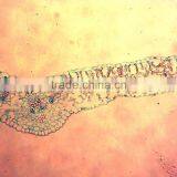 Indonesia Primary School Microslide,stuendts Prepared Slides thumbnail-3