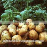 Fresh Potatoes thumbnail-6