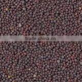 Black Mustard Seeds thumbnail-1