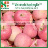 Fresh Fuji Apple Selling in China (Varieties: Fuji, Huaniu, Gala, Golden,qinguan, Red Star) thumbnail-4