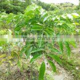 Dimocarpus Longan Lour Seedling thumbnail-6