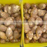 Shandong Fresh Taro thumbnail-3