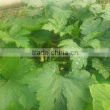 JSQ04 High Yield Nick No. 8 Planting in Zucchini Seeds, Squash Seeds f1 thumbnail-2