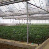 Galvanized Tube Structure Multi-Span Greenhouse Used for Growing Plantings thumbnail-4