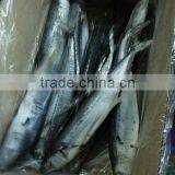 Whole Frozen Spotted Spanish Mackerel Fish thumbnail-1
