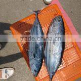 Skipjack Tuna Whole Round IQF 1.8kg+ thumbnail-2