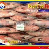 FROZEN REEF COD FISH WHOLE ROUND thumbnail-2