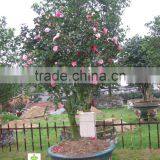 Camellia Japonica Tree Plant thumbnail-3