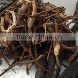 Tongkat Ali thumbnail-5