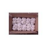 New Crop Fresh Garlic thumbnail-1