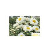 Chrysanthemum Extract