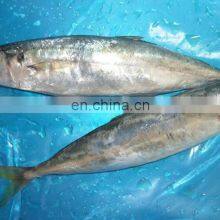 Muroaji Frozen Round Scad Fish Frozen Layang Scad Decapterus Macrosoma thumbnail-2