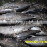 Frozen Bonito Tuna