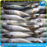 400-600g Best Cheap Pacific Bulk IQF Mackerel