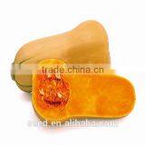 Miben Tough Rind Orange Skin Hybrid Pumpkin Seeds