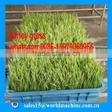 WHIR Saudi Arabia With SASO Certificate Hydroponic Aeroponics Systems for Growing Fodder Grass,barley,wheat thumbnail-2