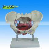 Adult Female Pelvis( ZL-HS1385673) Adult Pelvis Skeleton Model Medical Male Pelvis Model thumbnail-1