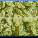 Green Raisin thumbnail-1