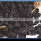 Black Raisin. thumbnail-1