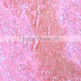 Individual Slides You Can Choose From Survey Medical Human Pathology Histology Tissue Microscope Prepared Slides thumbnail-3