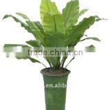 Artificial Asplenium Nidus