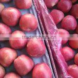 Supply Fresh Apple Qinguan Apple for Hot Selling thumbnail-2