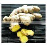 2010shouguang 150g Fresh Fat Ginger thumbnail-1