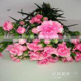 Supply High Quality Long Stem Flowers Fresh Cut Carnation Cut Flower Prices From Kunming Flower Planting Base thumbnail-3