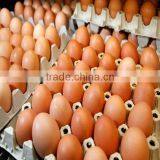 All Kind of Cheap Paper Egg Caton Trays Factory thumbnail-1