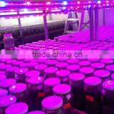 Cheap T8 20w Led Grow Tube for Vertical Seeding Tissue Culture thumbnail-3
