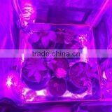 300W UFO Led Grow Light Full Spectrum Grow Lights Led Plant Lamps With UV/IR Led Bulbs for Indoor Garden thumbnail-6