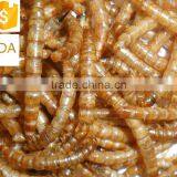 Good Quality and Nutritious Poulltry Feed Dried Mealworm thumbnail-1