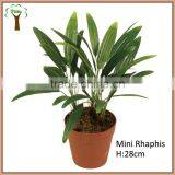 Artificial Mini Rhaphis Bonsai thumbnail-1