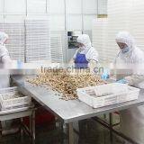 Frozen Baby Clam Size 41-50 thumbnail-3