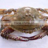 Best Season Kind Types of Crabs thumbnail-1