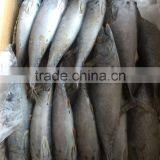 2016 New Frozen Bonito Tuna 200-300g thumbnail-1