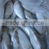 HILSA/ HILSHA/ DOTTED GIZZARD SHAD/ SARDINE thumbnail-6