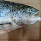 Atlantic Salmon thumbnail-3