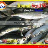 FROZEN ROUND SCAD WHOLE ROUND thumbnail-5