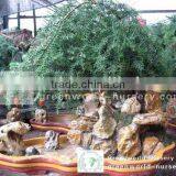 Araucaria Heterophylla Stone Bonsai Trees thumbnail-1