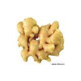 Sell Fresh Ginger thumbnail-1