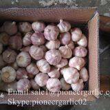 2017 Crop Purple Red Normal White Garlic 5.5cm In Carton Box Mesh Bag thumbnail-2