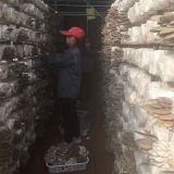 oyster mushroom spawn for sale import from China