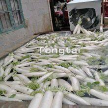China Made Automatic Radish Washing Machine thumbnail-4