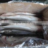 HACCP EU certification Land frozen Roe off Grey mullet and mugil cephalus